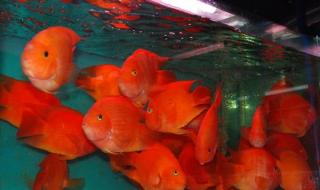 鹦鹉鱼变黑 鹦鹉鱼变黑