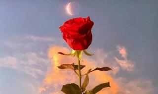 温柔到爆的神仙句子 温柔到爆的神仙句子